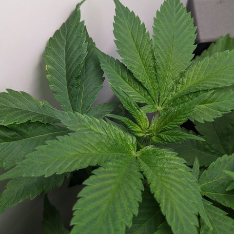 Reagan growlog timeline photo