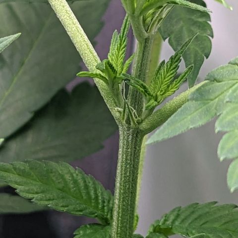 Reagan growlog timeline photo