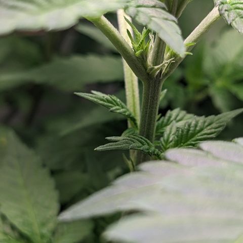 Reagan growlog timeline photo
