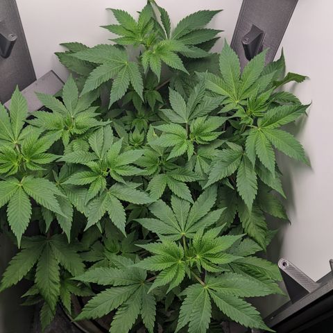 Reagan growlog timeline photo