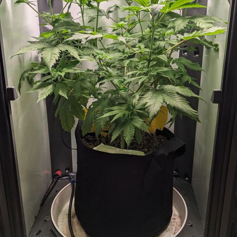 Reagan growlog timeline photo