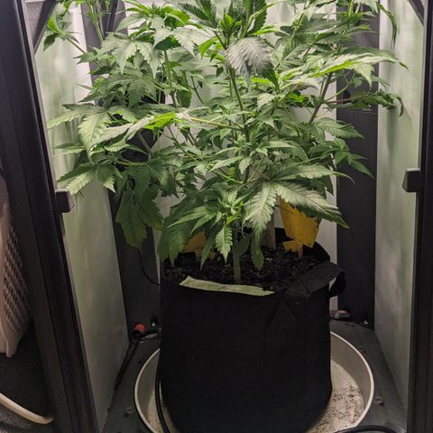Reagan growlog timeline photo