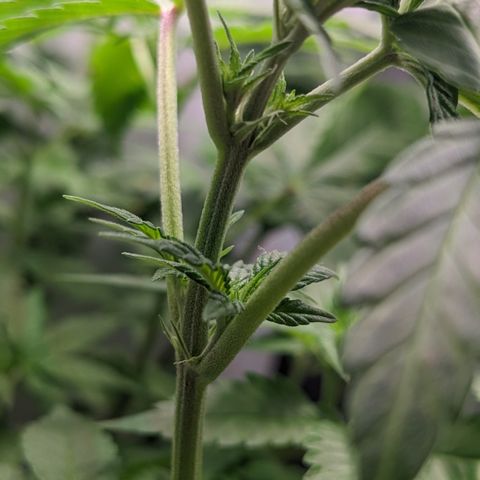 Reagan growlog timeline photo