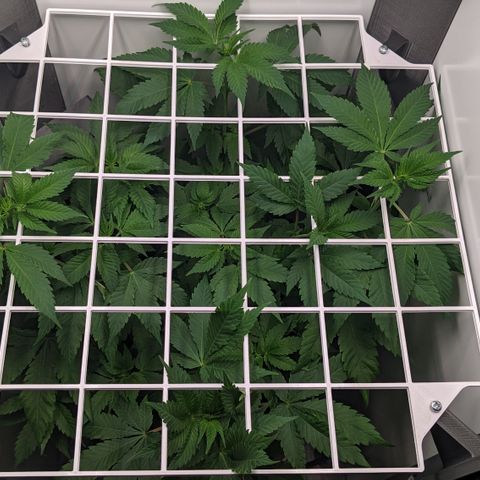 Reagan growlog timeline photo