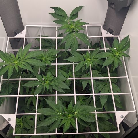 Reagan growlog timeline photo