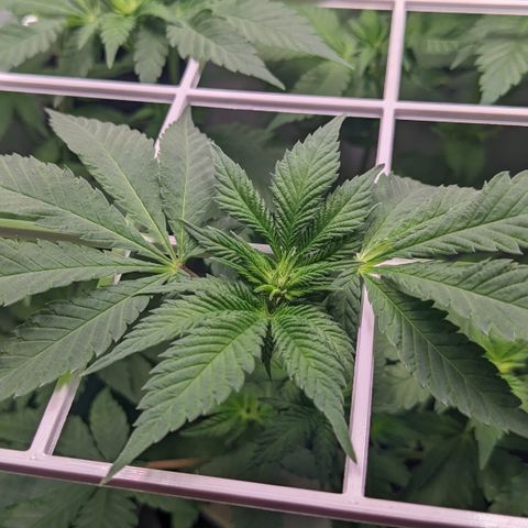 Reagan growlog timeline photo