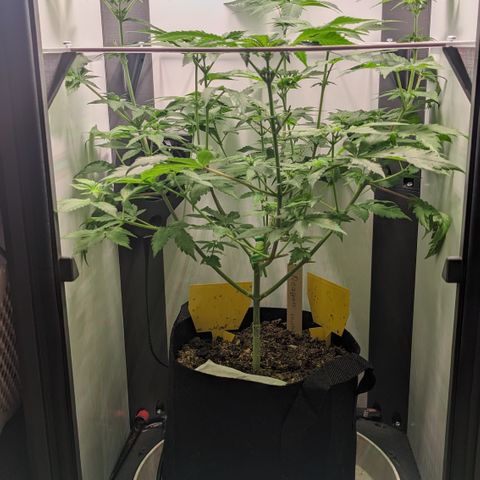 Reagan growlog timeline photo