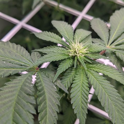 Reagan growlog timeline photo