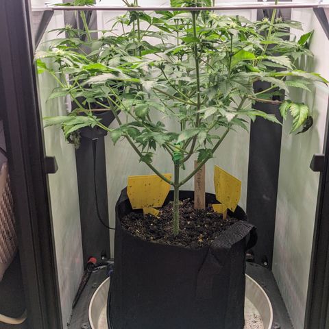 Reagan growlog timeline photo
