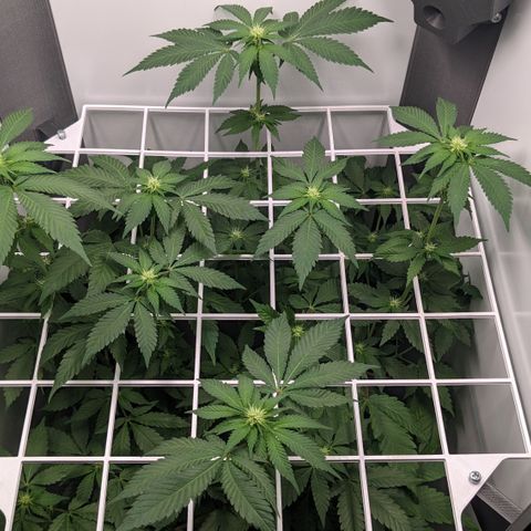 Reagan growlog timeline photo