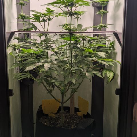 Reagan growlog timeline photo