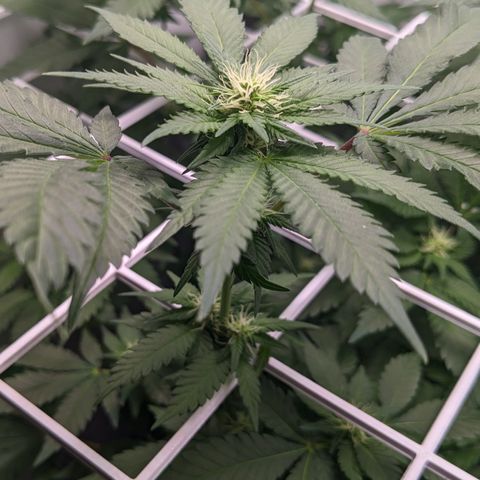 Reagan growlog timeline photo