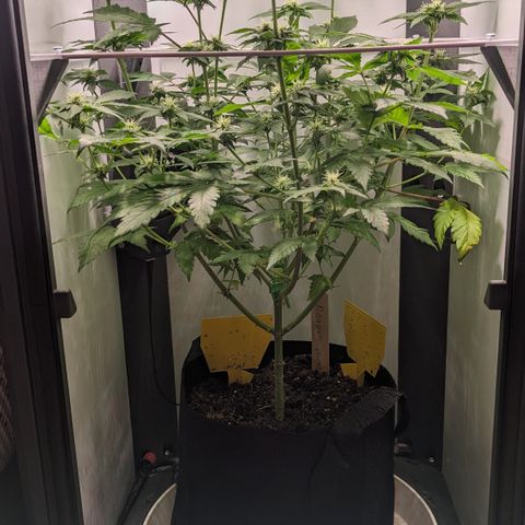 Reagan growlog timeline photo