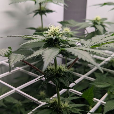 Reagan growlog timeline photo