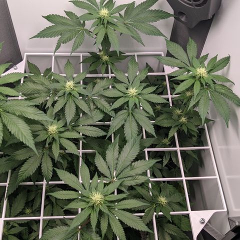 Reagan growlog timeline photo