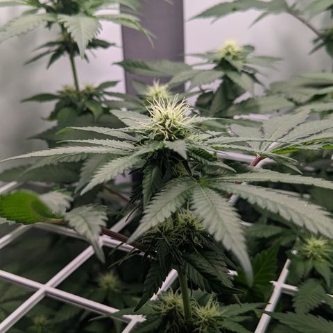Reagan growlog timeline photo