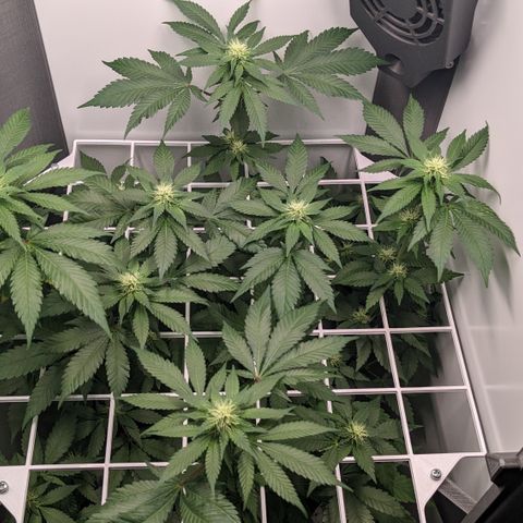 Reagan growlog timeline photo