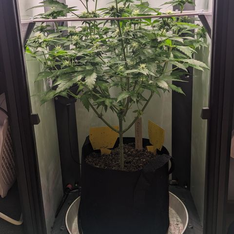 Reagan growlog timeline photo
