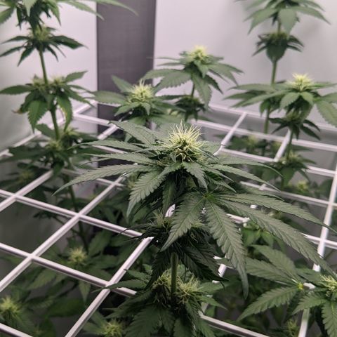 Reagan growlog timeline photo
