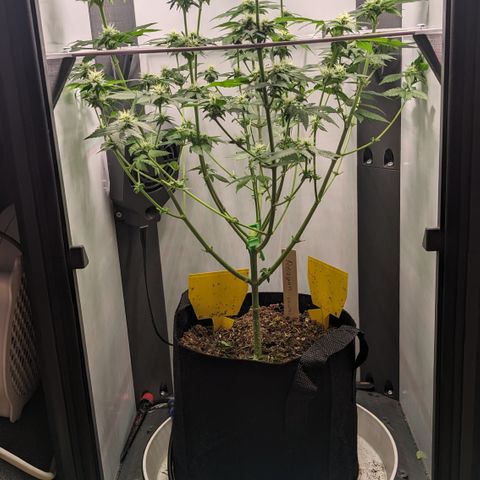 Reagan growlog timeline photo
