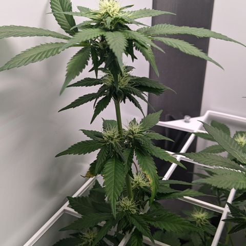 Reagan growlog timeline photo