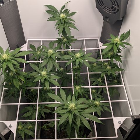 Reagan growlog timeline photo