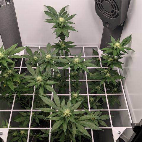 Reagan growlog timeline photo