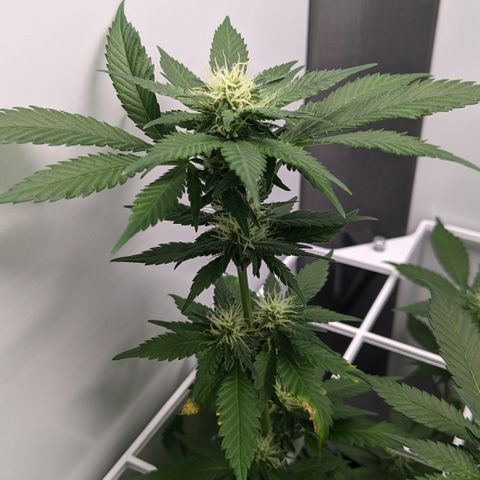 Reagan growlog timeline photo
