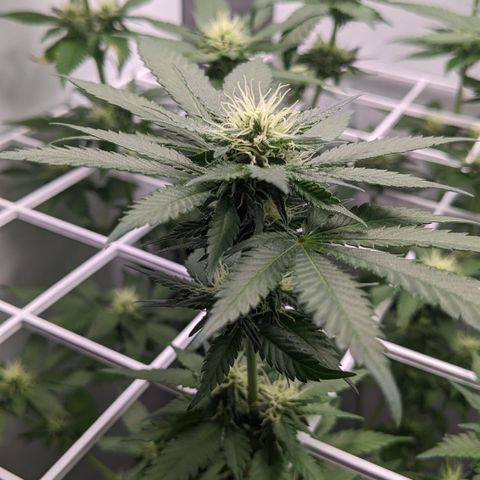 Reagan growlog timeline photo