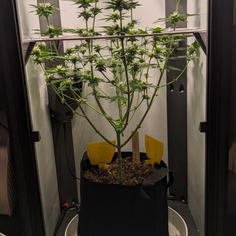 Reagan growlog timeline photo