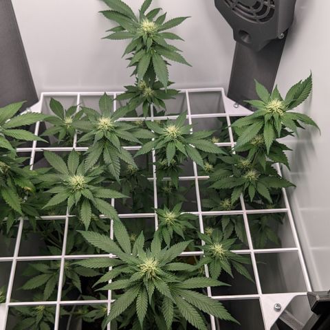 Reagan growlog timeline photo