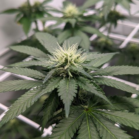 Reagan growlog timeline photo