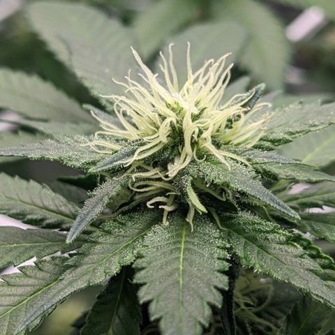 Reagan growlog timeline photo