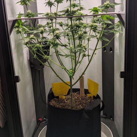 Reagan growlog timeline photo