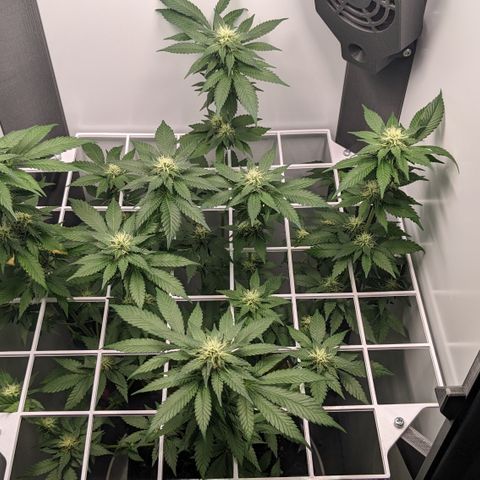Reagan growlog timeline photo