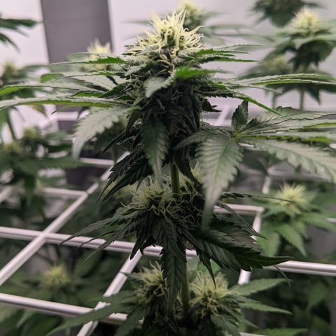 Reagan growlog timeline photo