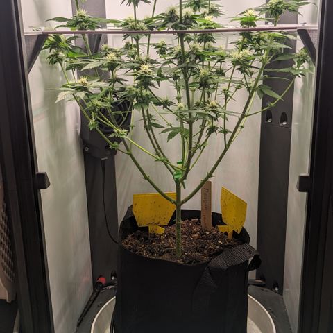 Reagan growlog timeline photo