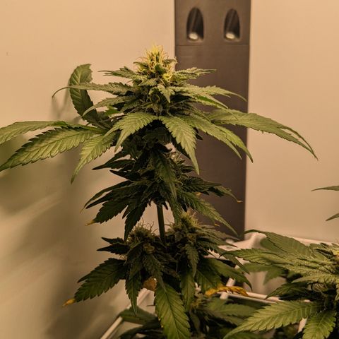Reagan growlog timeline photo