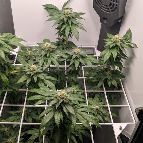 Reagan growlog timeline photo