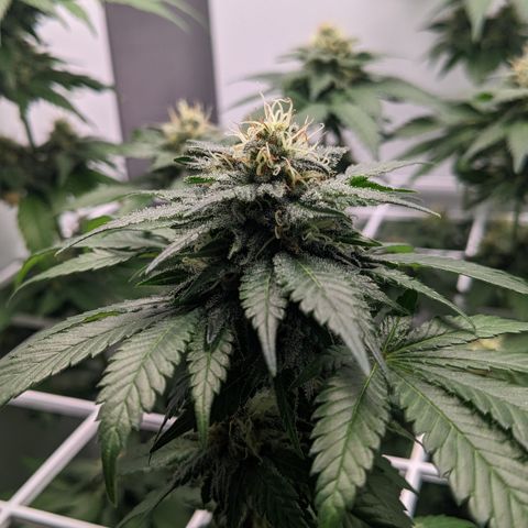Reagan growlog timeline photo
