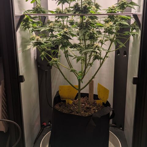 Reagan growlog timeline photo