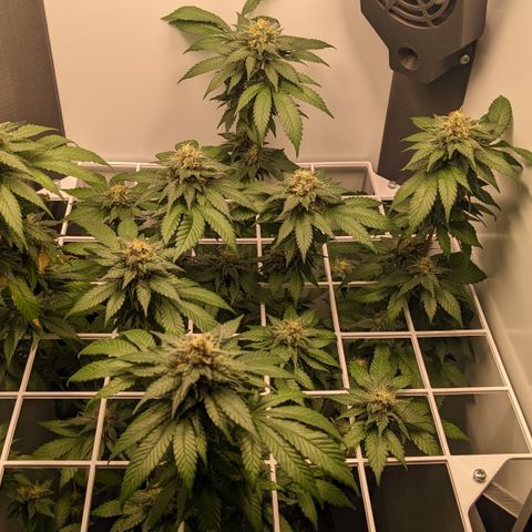 Reagan growlog timeline photo