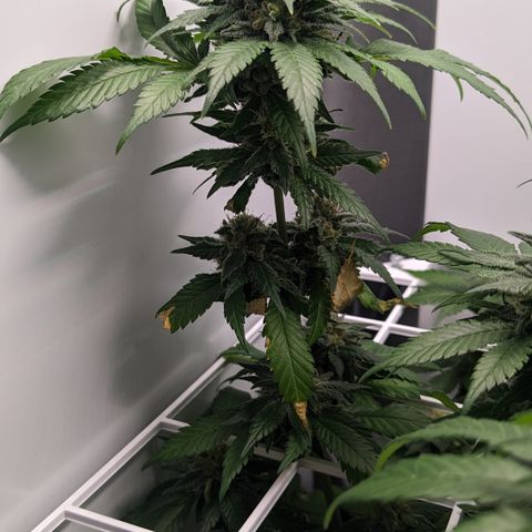 Reagan growlog timeline photo