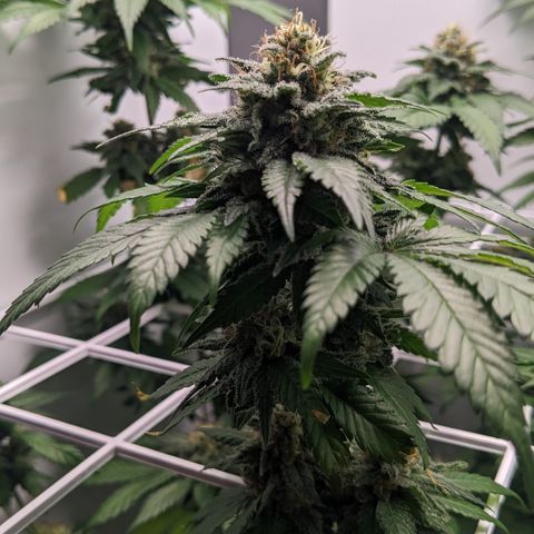 Reagan growlog timeline photo