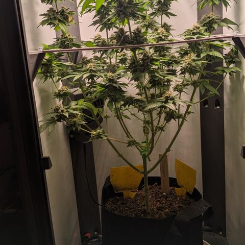 Reagan growlog timeline photo