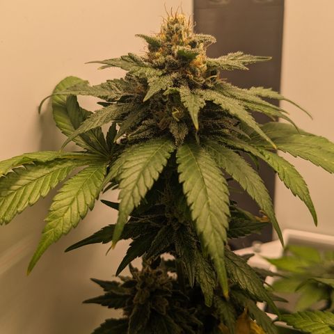Reagan growlog photo: Trichomes slowly clouding; some brown spots on upper leaves, might be calcium deficiency 