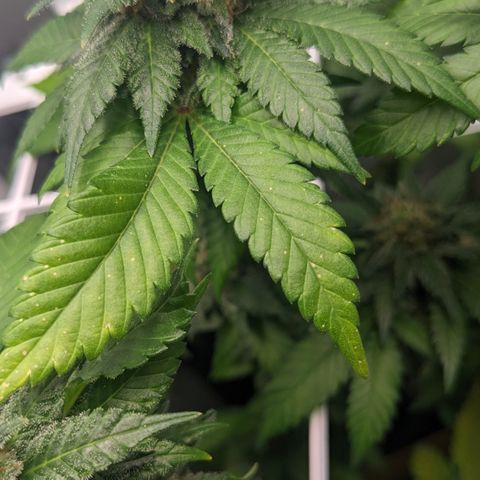 Reagan growlog photo: Trichomes slowly clouding; some brown spots on upper leaves, might be calcium deficiency 
