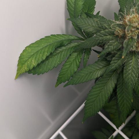 Reagan growlog photo: Trichomes slowly clouding; some brown spots on upper leaves, might be calcium deficiency 