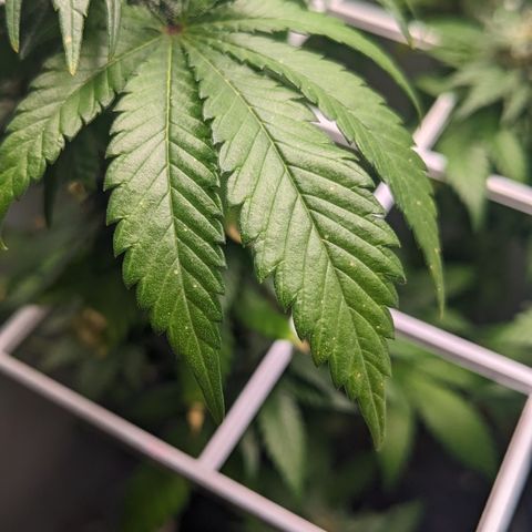 Reagan growlog photo: Trichomes slowly clouding; some brown spots on upper leaves, might be calcium deficiency 