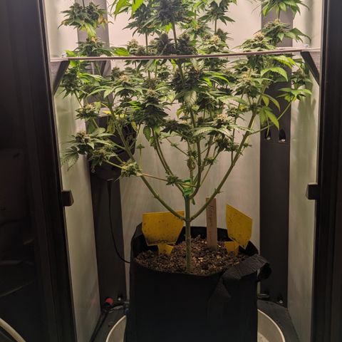Reagan growlog photo: Trichomes slowly clouding; some brown spots on upper leaves, might be calcium deficiency 